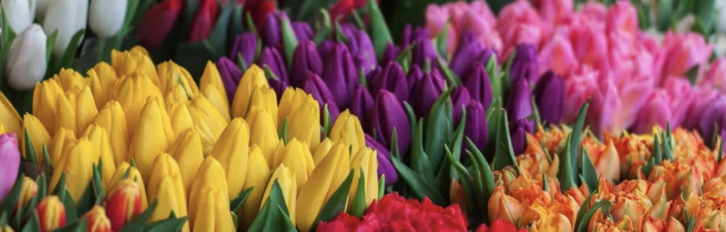 Banner Albus Fleurs Belair