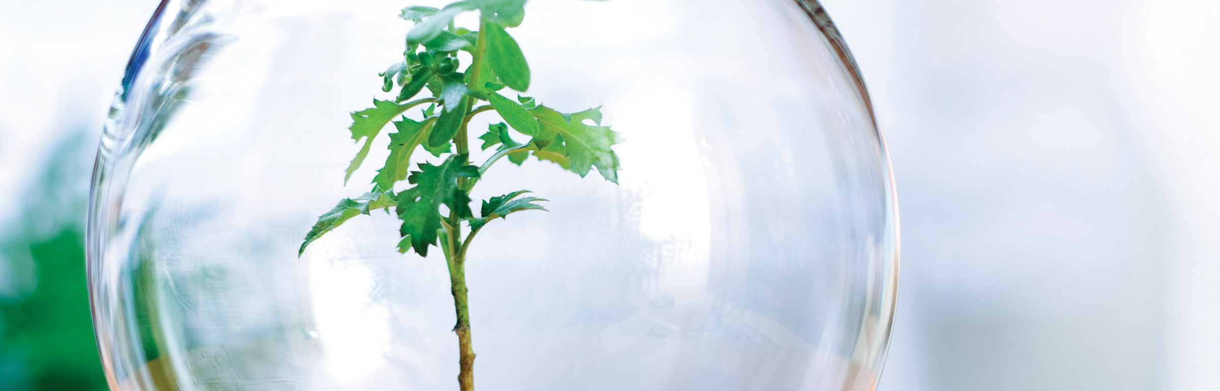 Banner Lecomte & Partners