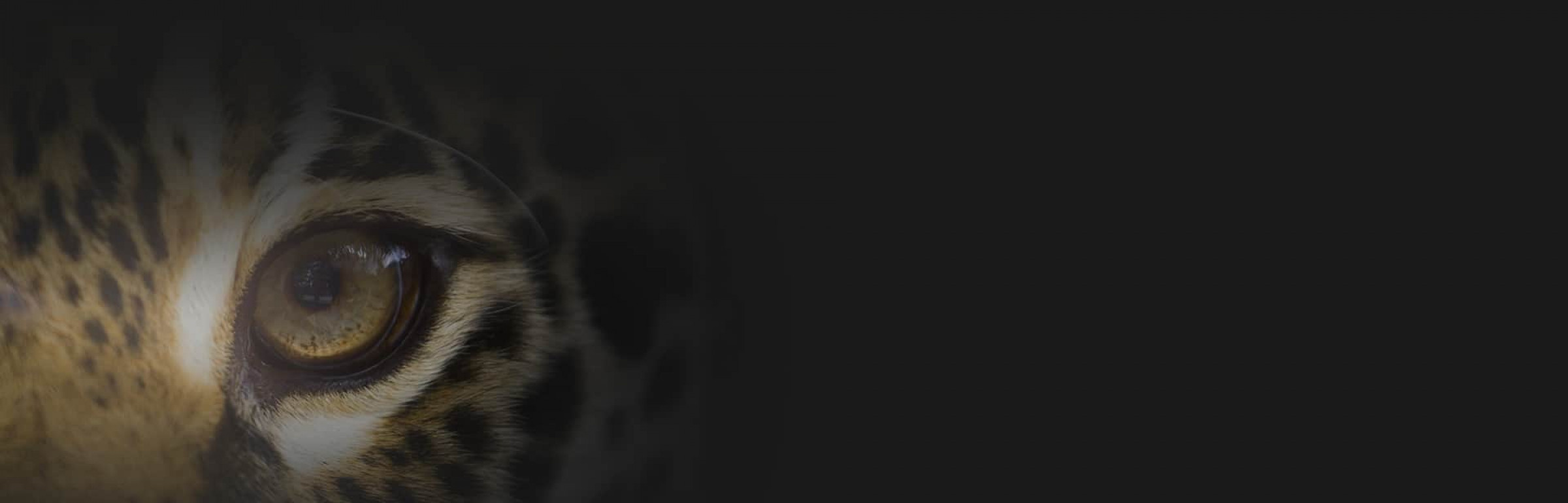 Banner MS CRESCO Sàrl