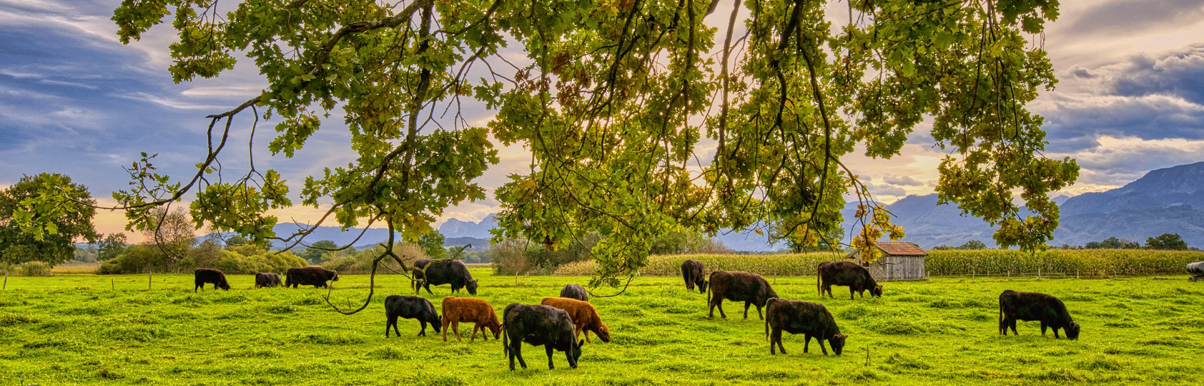 Banner Boucherie Quintus
