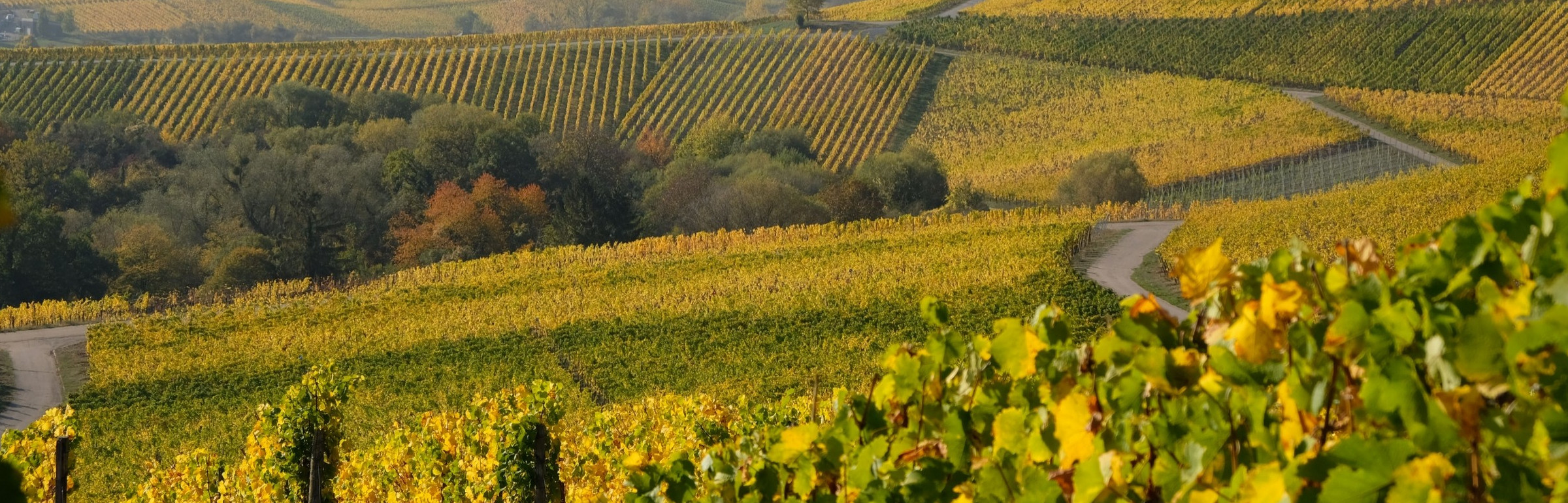 Banner Domaines Vinsmoselle