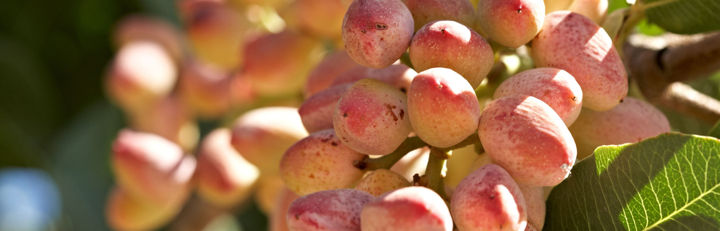 Banner IRECO TRADING & PRODUCTION S.A.