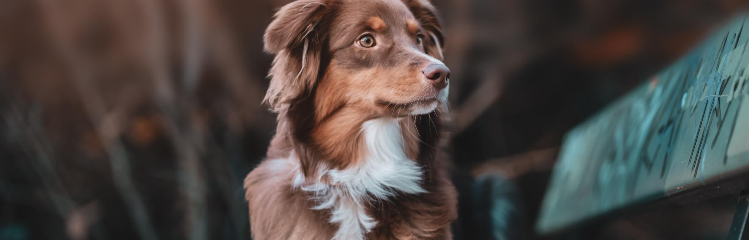 Banner SUDVET SARL-s