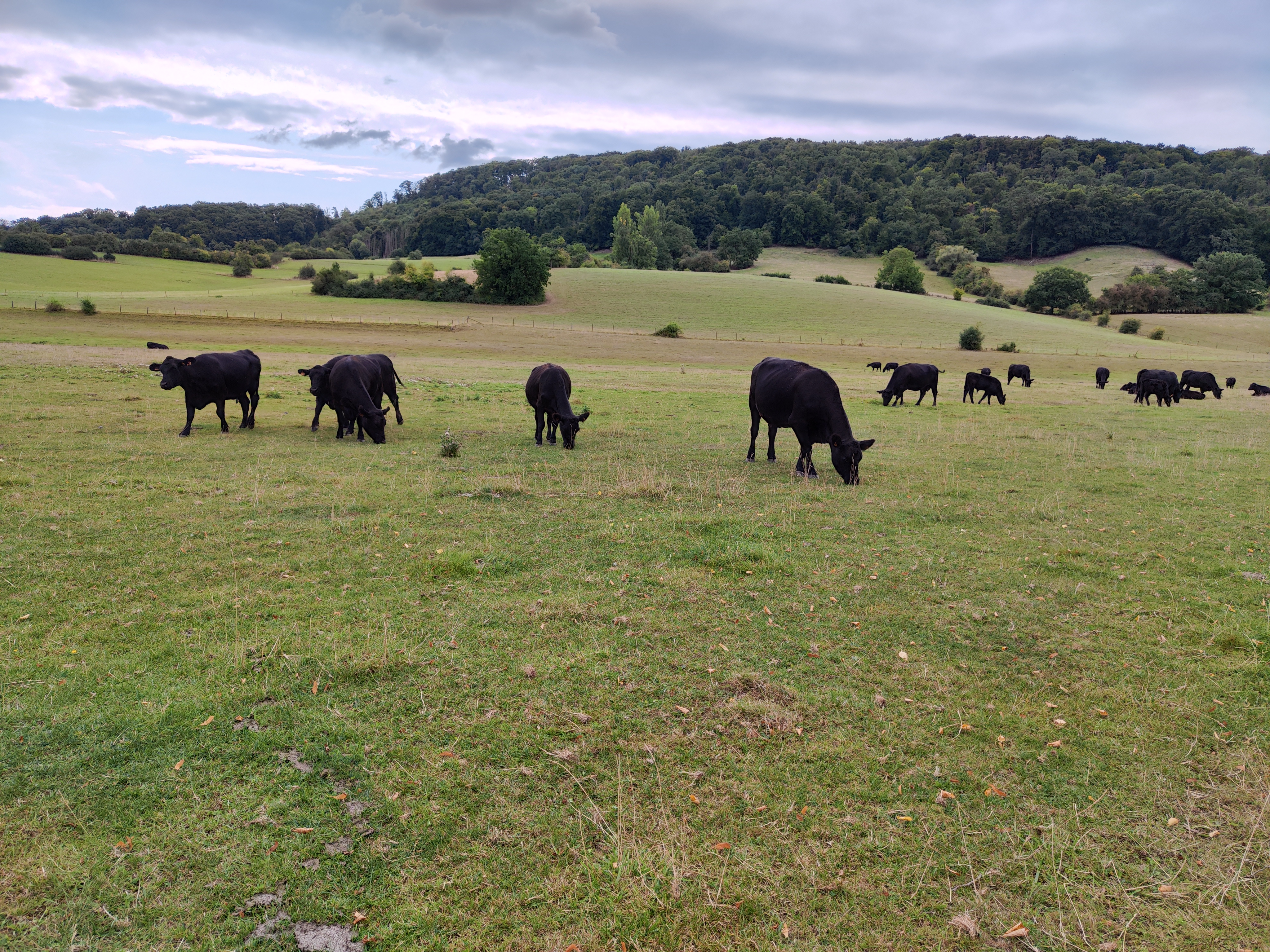Logo Moulin de Gondelange