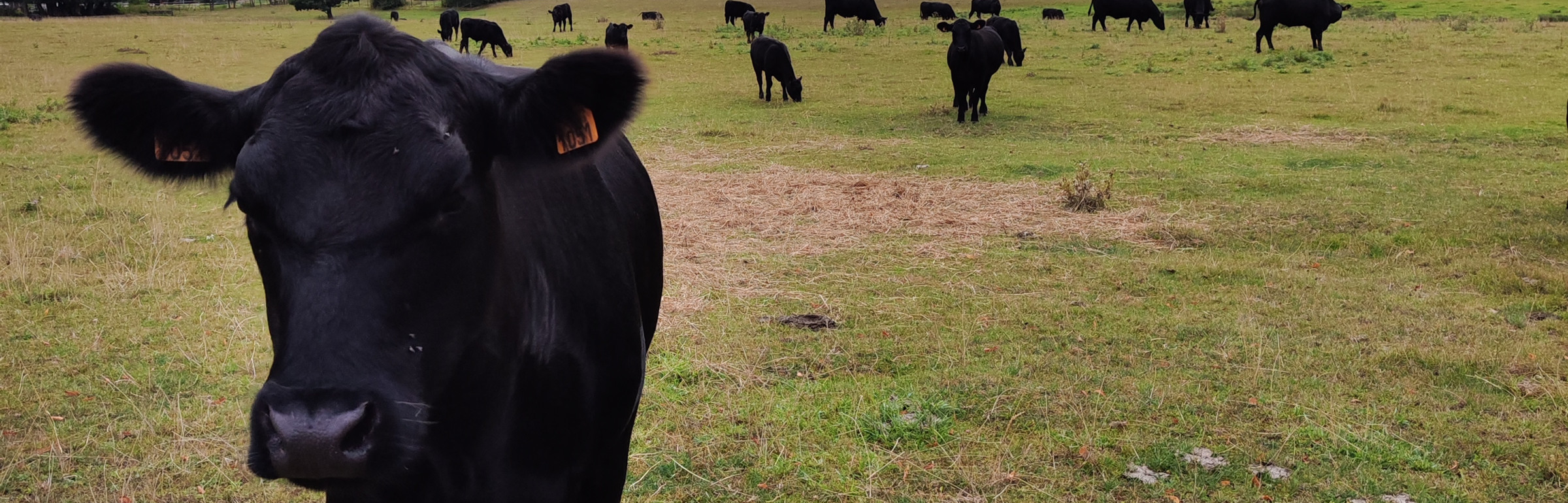 Banner Moulin de Gondelange
