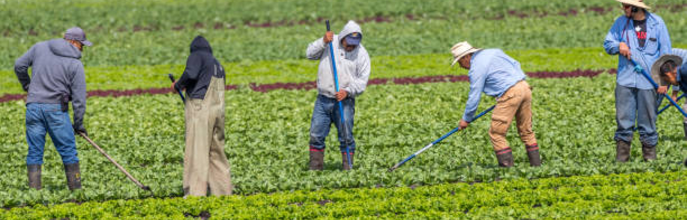 Banner OAKLAND FRUIT FARM USA