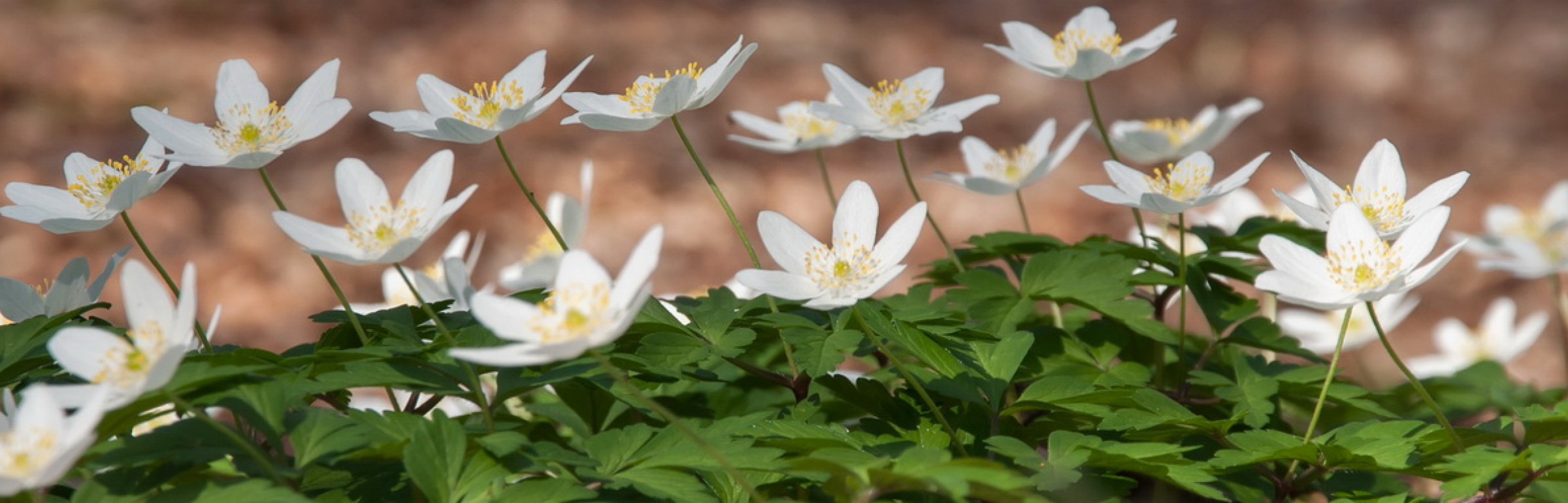 Banner Fiduciaire interrégionale