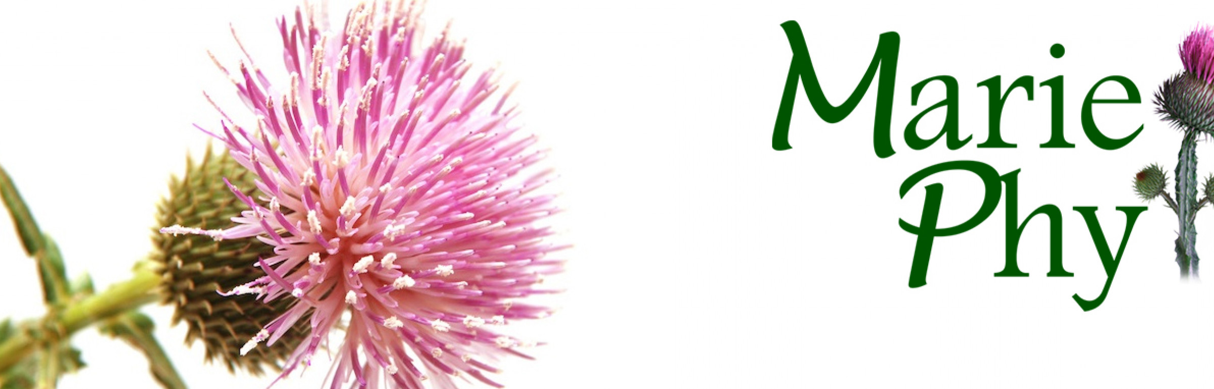 Banner Mariephyto