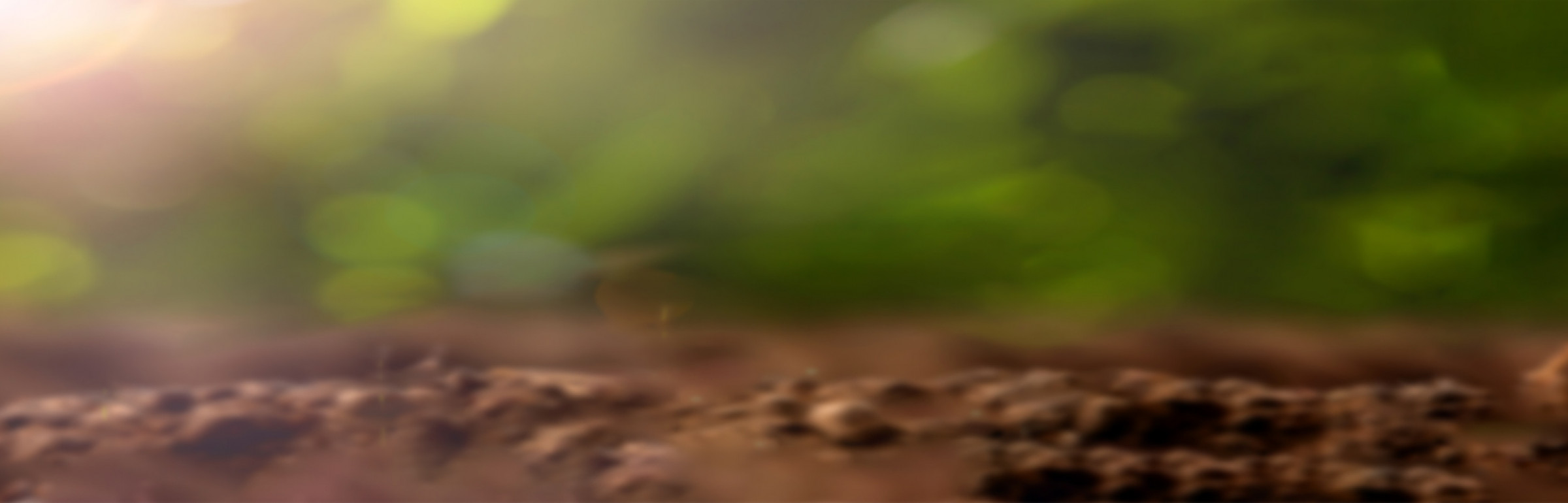 Banner Global Evolution Manco