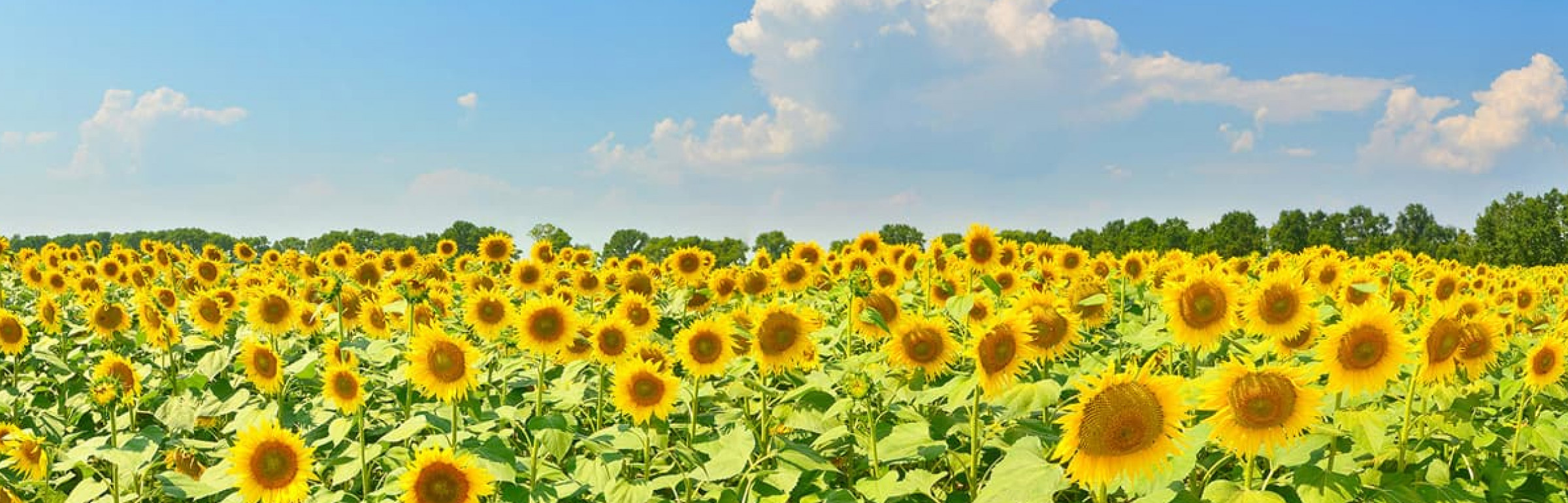 Banner Garden Center Plus