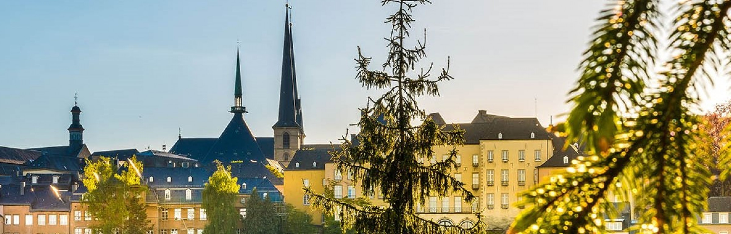 Banner Lemon Tree Services S.A.